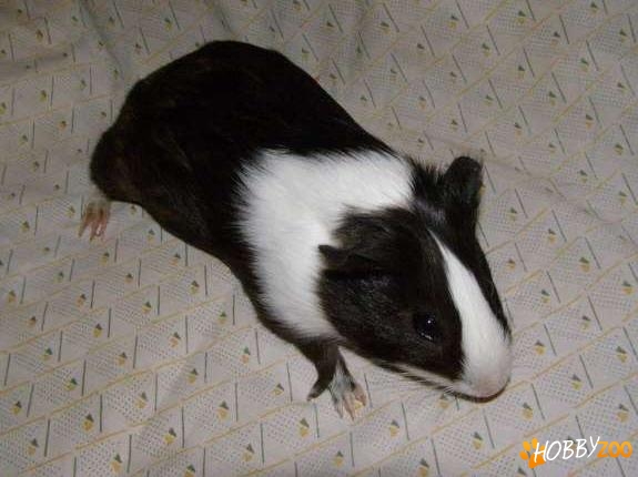 puiuti porcusori de guineea