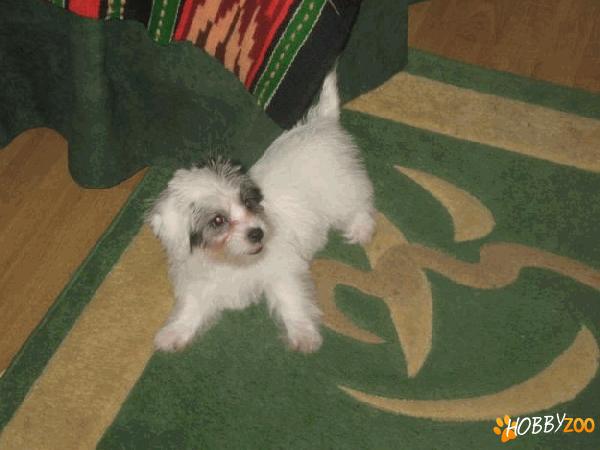 Bichon maltez superb