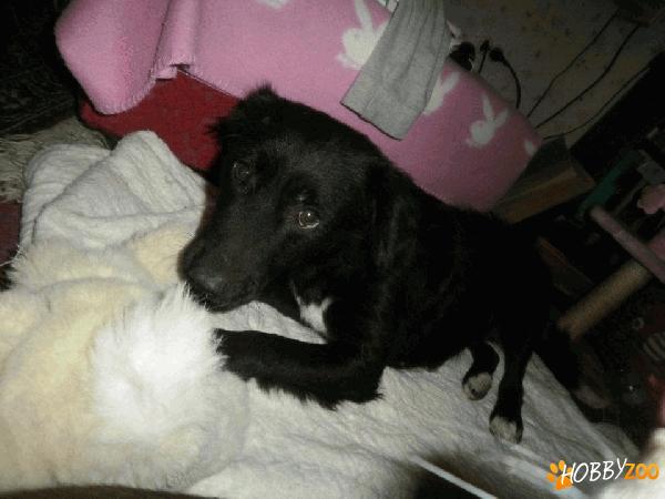 susi, o catelusa dragalasa spre adoptie