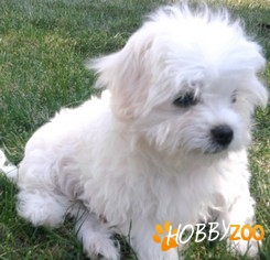 Pui mascul bichon maltese de vanzar