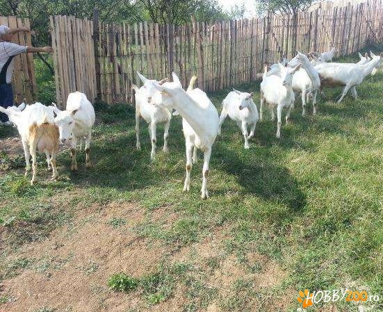 capra iada saanen rasa pura