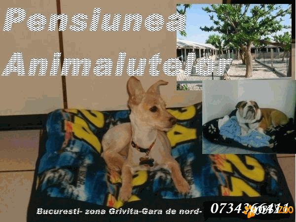 Pensiune ieftina, pentru catei