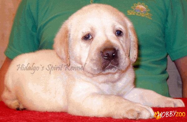 Labrador Retriever ciocolati