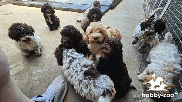 Lagotto Romagnolo, căței de calitate
