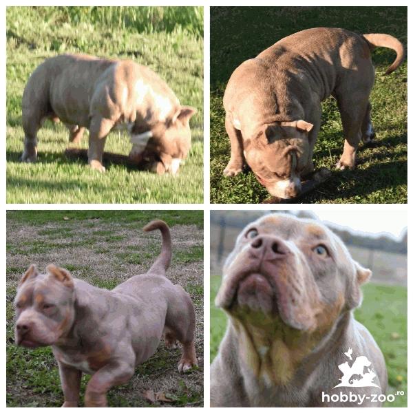 American Bully cățeluși
