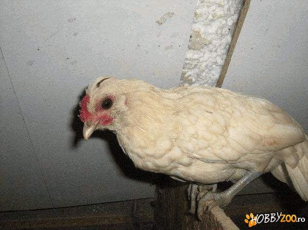 cocosi frumosi de rasa pitica