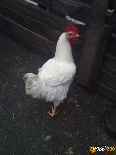 cocosi de carne gospodarie