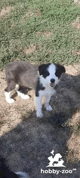 Cățeluși Border Collie 