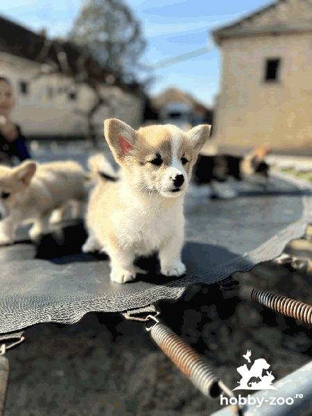 Cățeii Welsh Corgi Pembroke