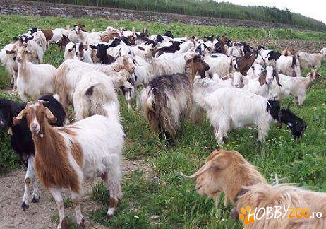 capre rasa autohtona, montate