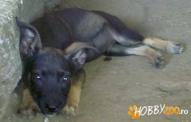 Ofer METISI CIOBANESC GERMAN pui  