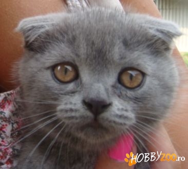 vand pui scottish fold