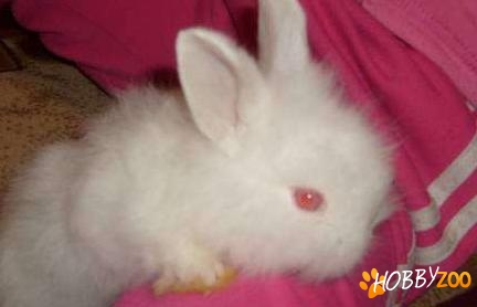iepuri rasa angora turceasca