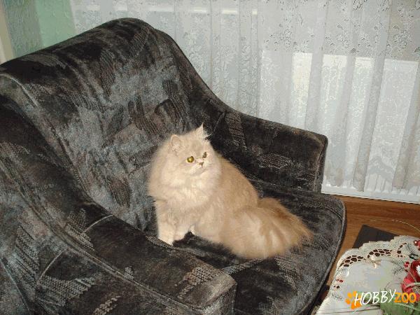 MONTA PISICA PERSANA