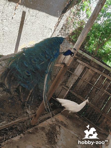 Vand Paun Asiatic si Paunita alba (maturi)