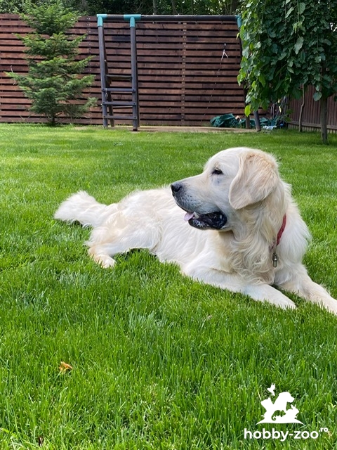 Mascul Golden Retriver 