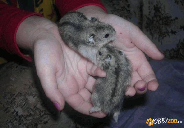 hamsteri rasa mozaic