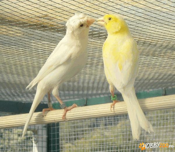 Canari de cantec pereche