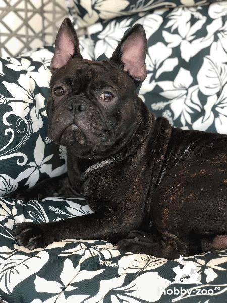 Bulldog francez disponibil pentru monta
