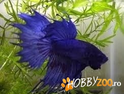 pesti exotici diverse specii marimi