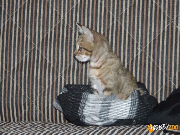 adoptie pisicuta mascul
