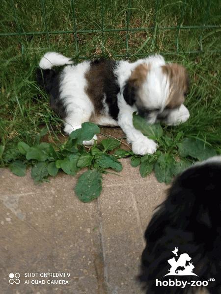 Catelusi shih-tzu super jucausi