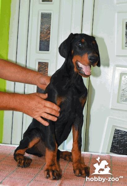 Doberman catelusi de vanzare