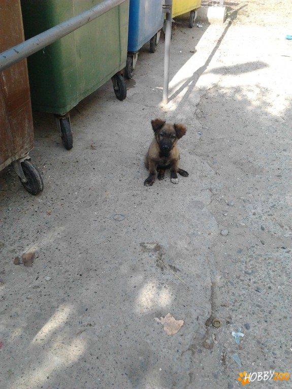 Mascul talie mica istet