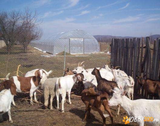 Capre tinere cu lapte