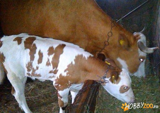 vaca bine intretinuta cu vitea