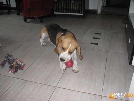   Gasit Beagle mascul