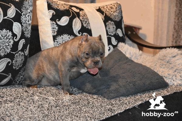 Micro Bully catelusi de vanzare