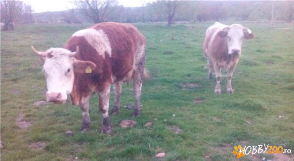 vaci fătate, una la prima fătare