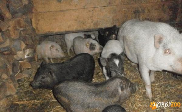 porci carne fara colesterol
