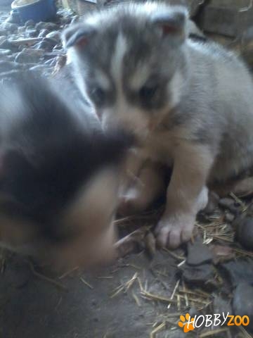 catei husky ieftini