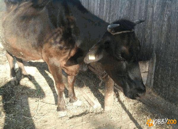 vaca de lapte maronie