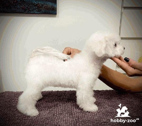 Bichon Frise catelus de vanzare