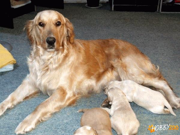 golden retriever auriu