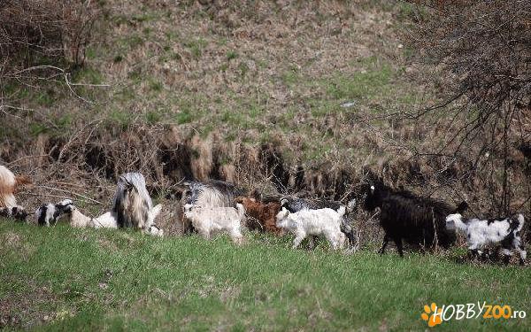 10 capre adulte, gestante