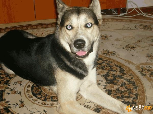Adoptie Brunno- metis
