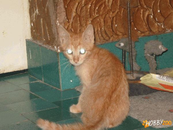 Pisicuta roscata spre adoptie