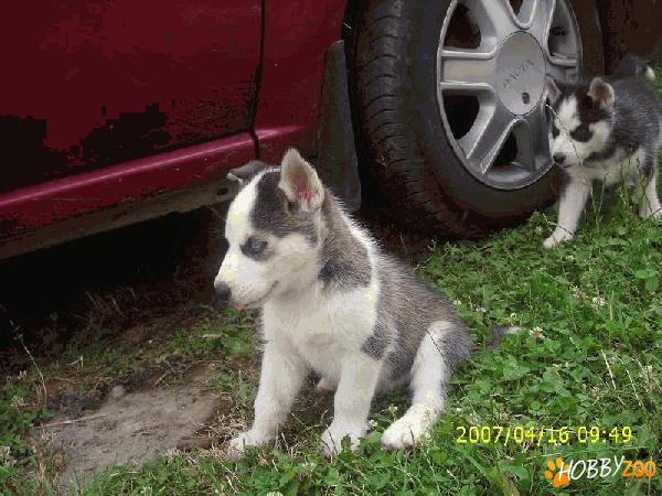 MASCUL HUSKY 600 RON