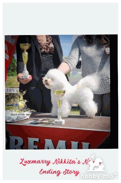 Bichon Frisé – cățeluși frumoși