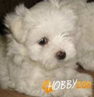 Bichon Maltese de vanzare 