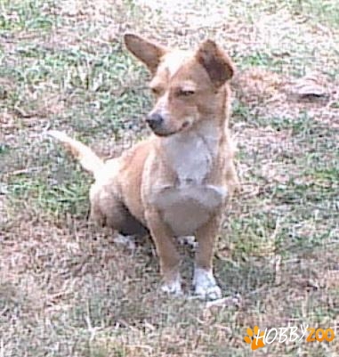 Catelusa chihuahua abandonata