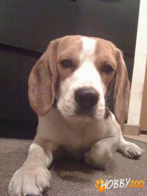 Ofer mascul beagle pentru monta