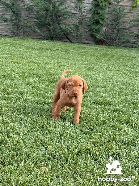 Pui Vizsla Maghiară cu Pedigree