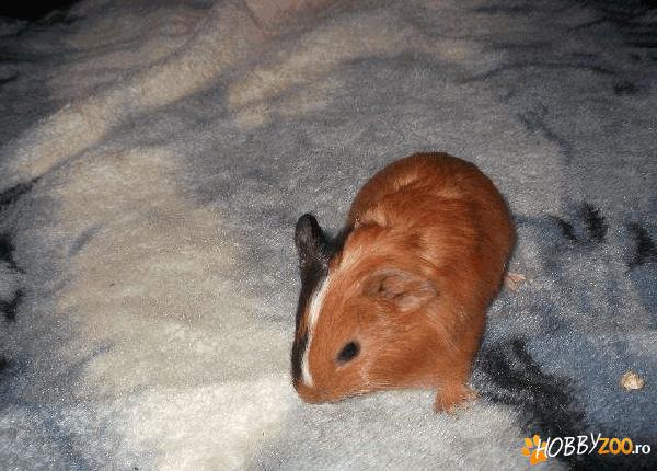 puiuti porcusori de guineea