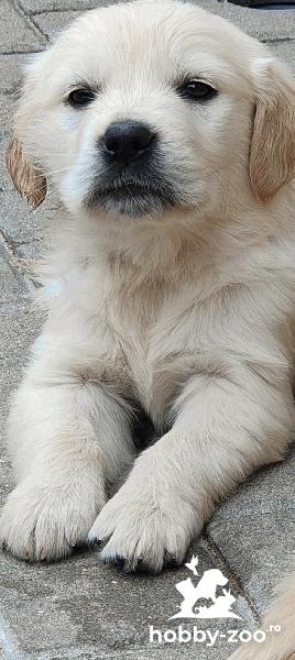 Puiuti de Golden Retriever