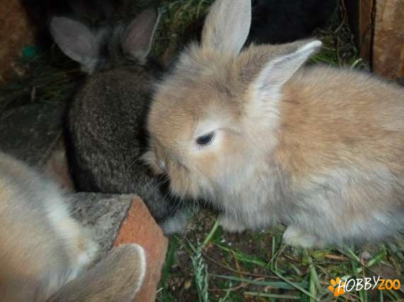 iepuri angora si cap de leu